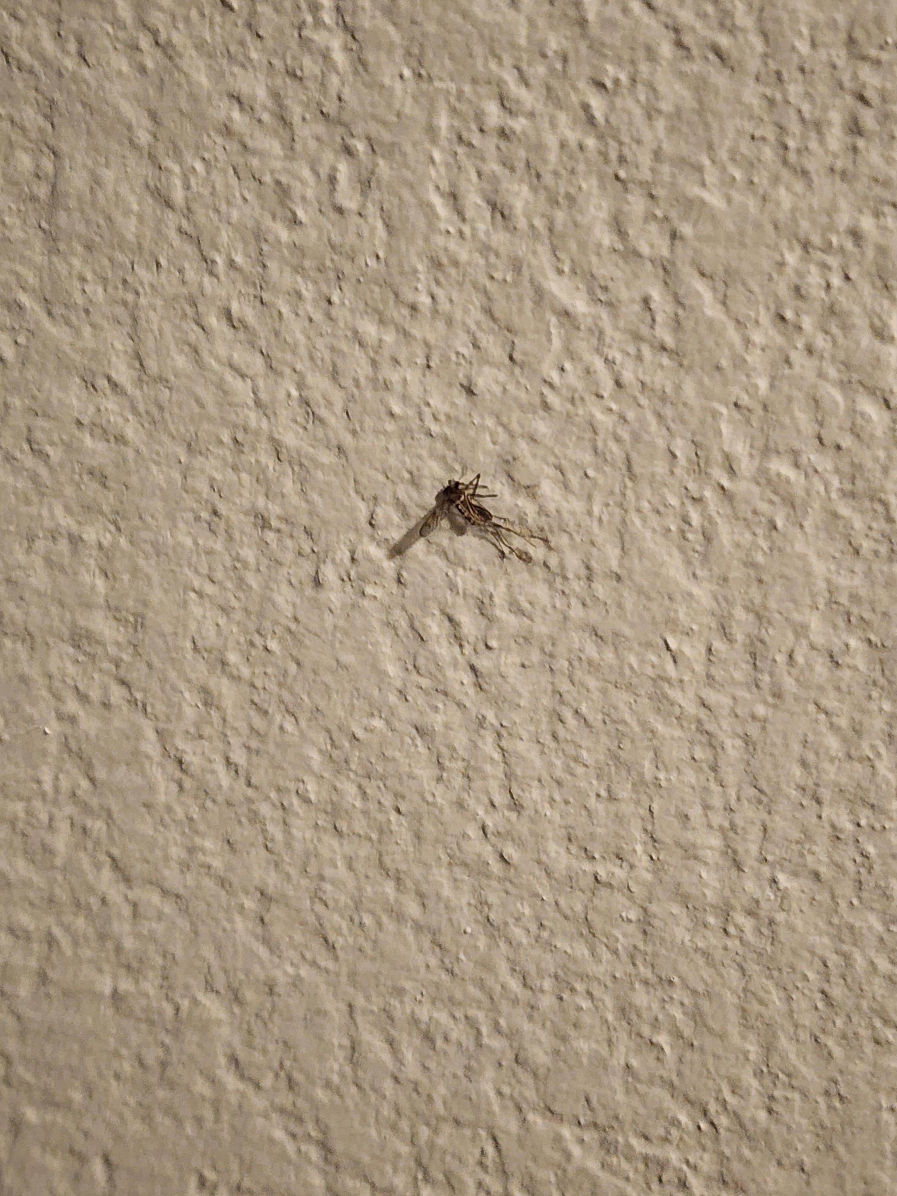 Dead mosquito on wall