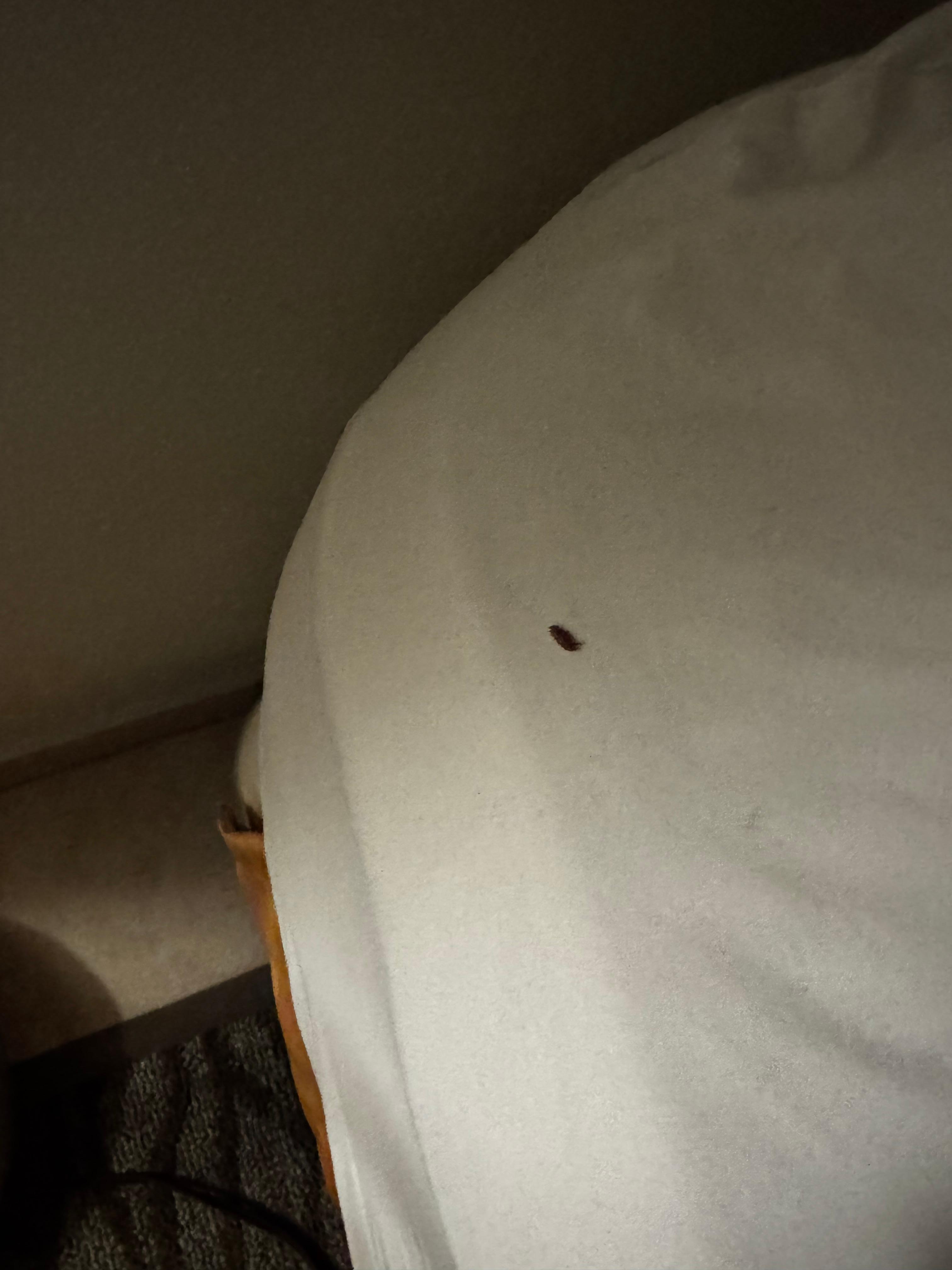 Bug and crumbs in the bed.