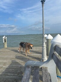 Dog on the dock in back of the house
