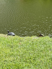 By a pond on the property on the way to the beach