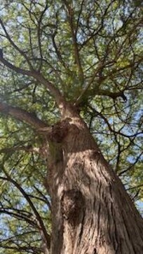 This beautiful tree provided shade for yoga.