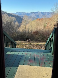 One of the three deer we saw from the front porch.