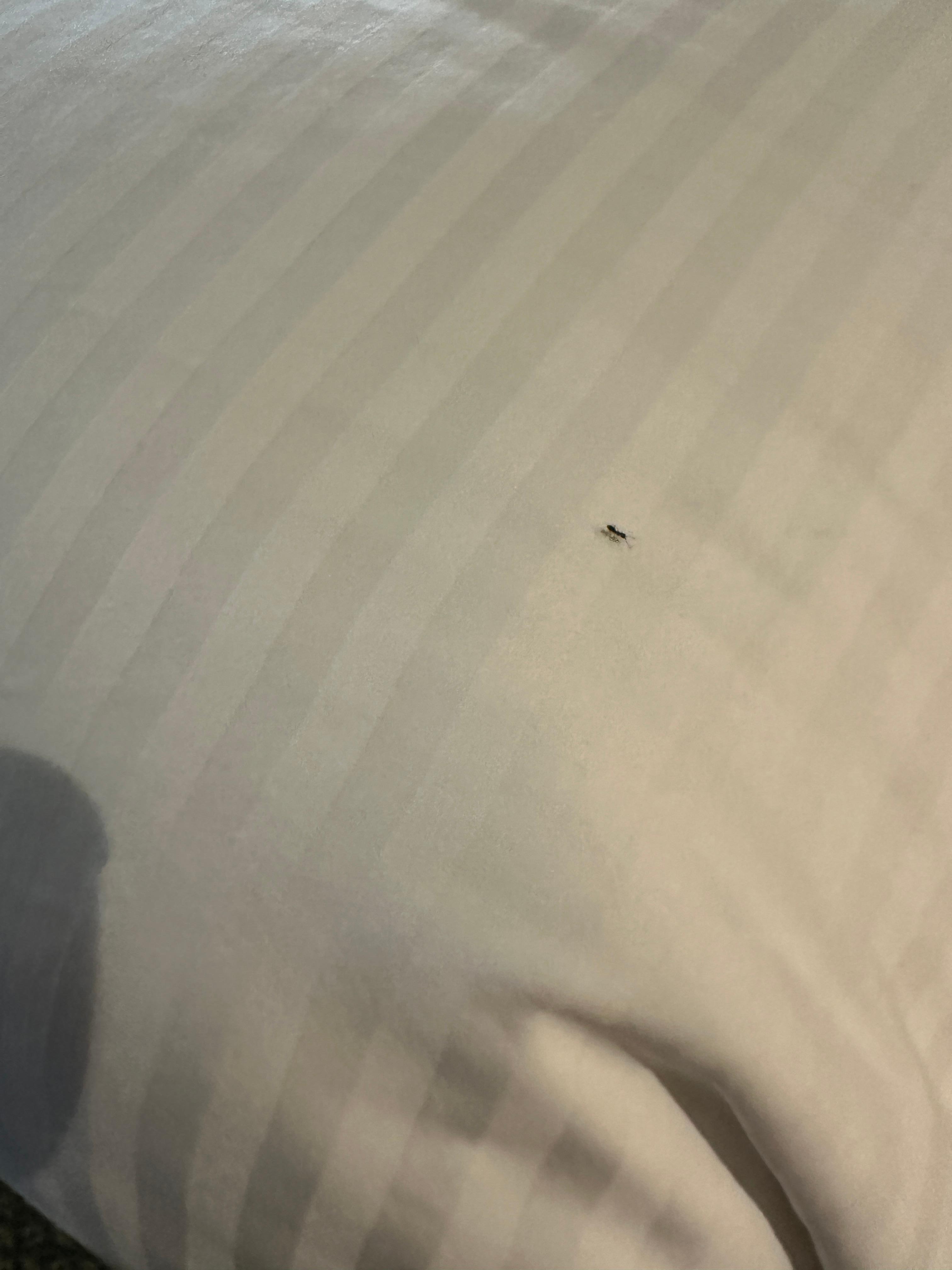 Ant on bed