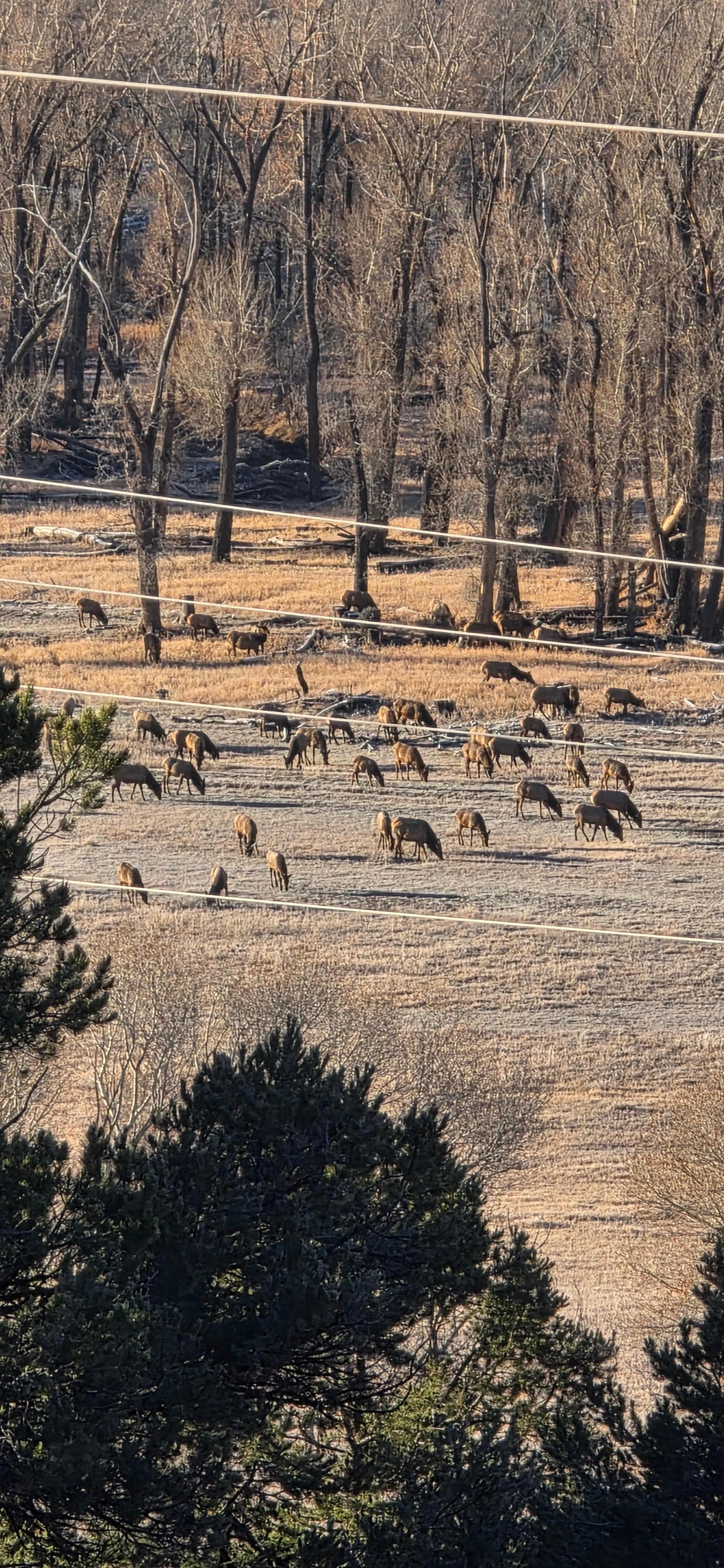 Elk grazing in the pasture across the road.