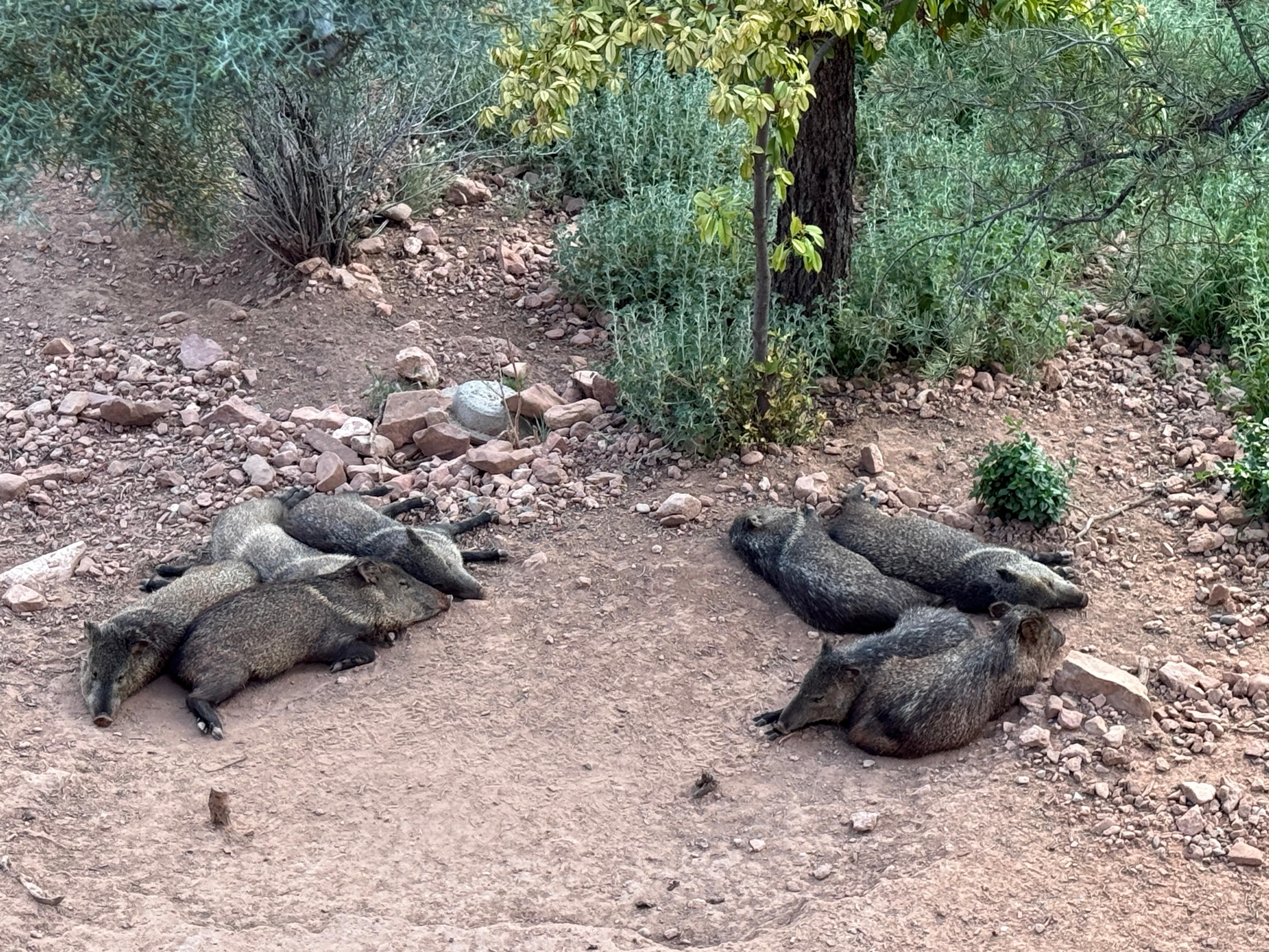 Javelina’s taking a rest 