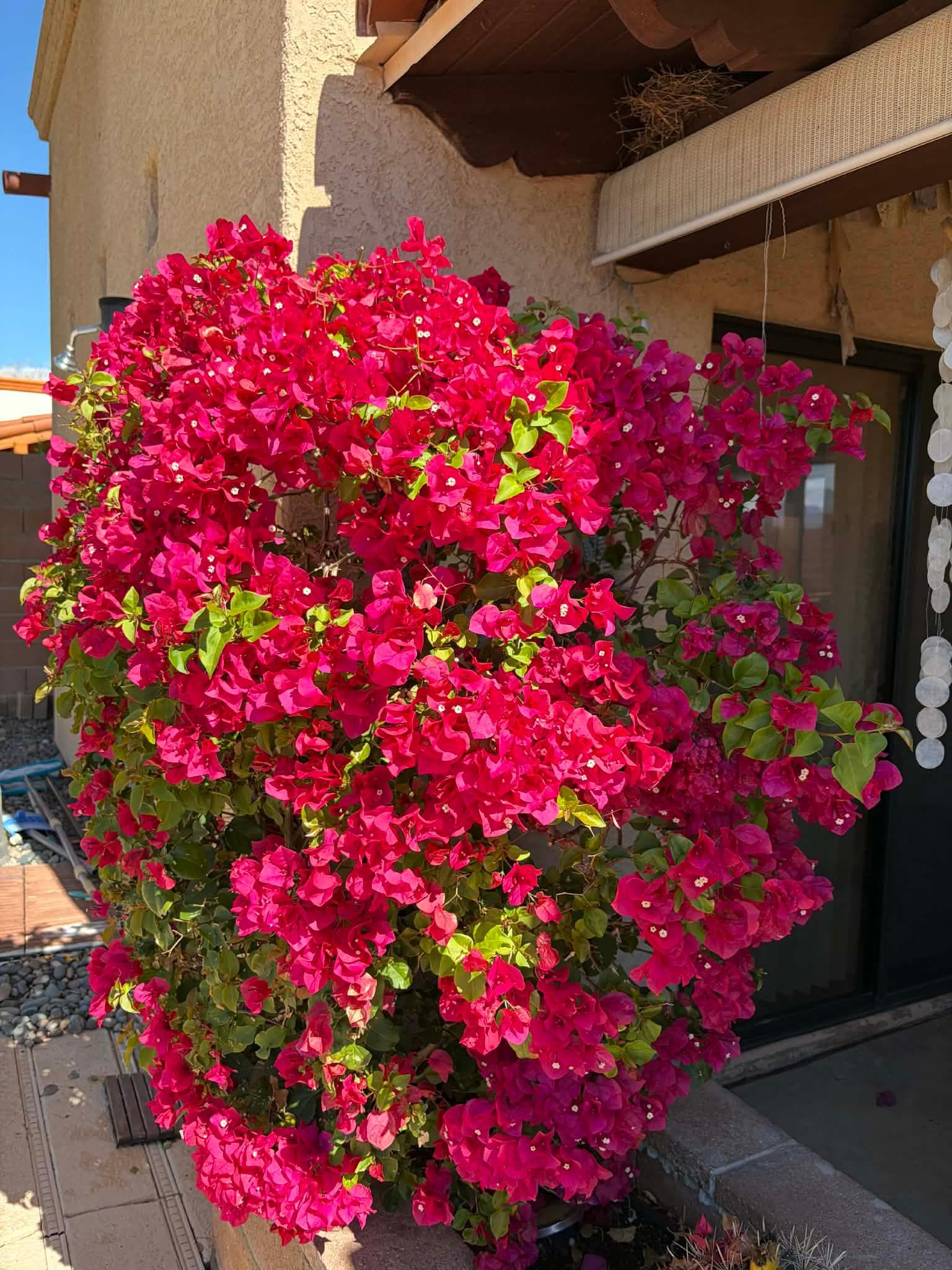 Glorious bougainvillea! 