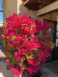 Glorious bougainvillea!