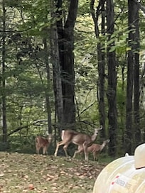 We were greeted by a family of deer as soon as we arrived.