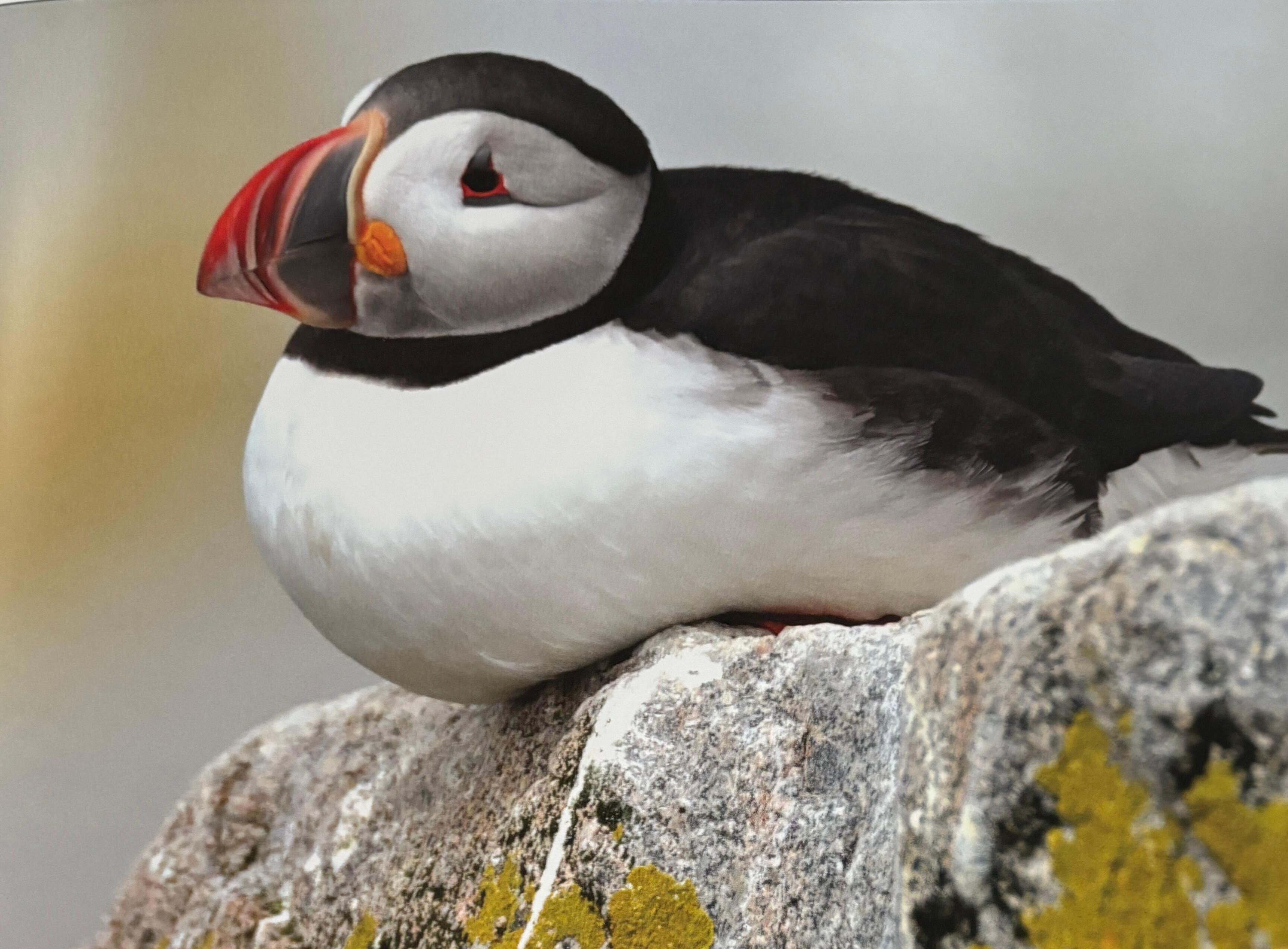 Puffin boat trip. 