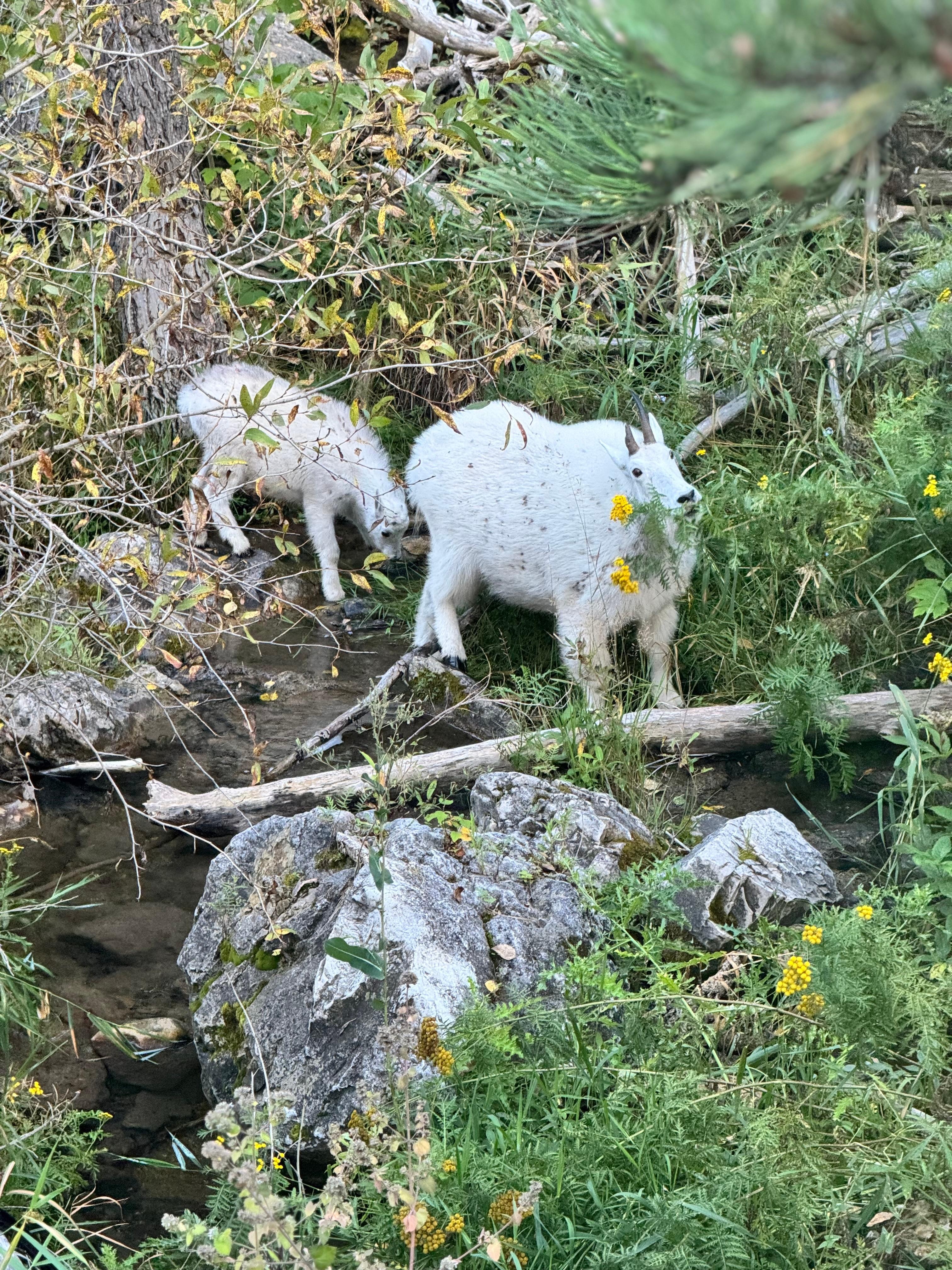 Spearfish Canyon did not disappoint! 
