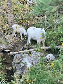 Spearfish Canyon did not disappoint!