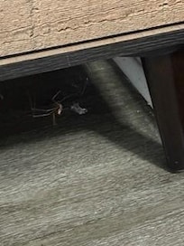 Creepy crawlers throughout the property!!