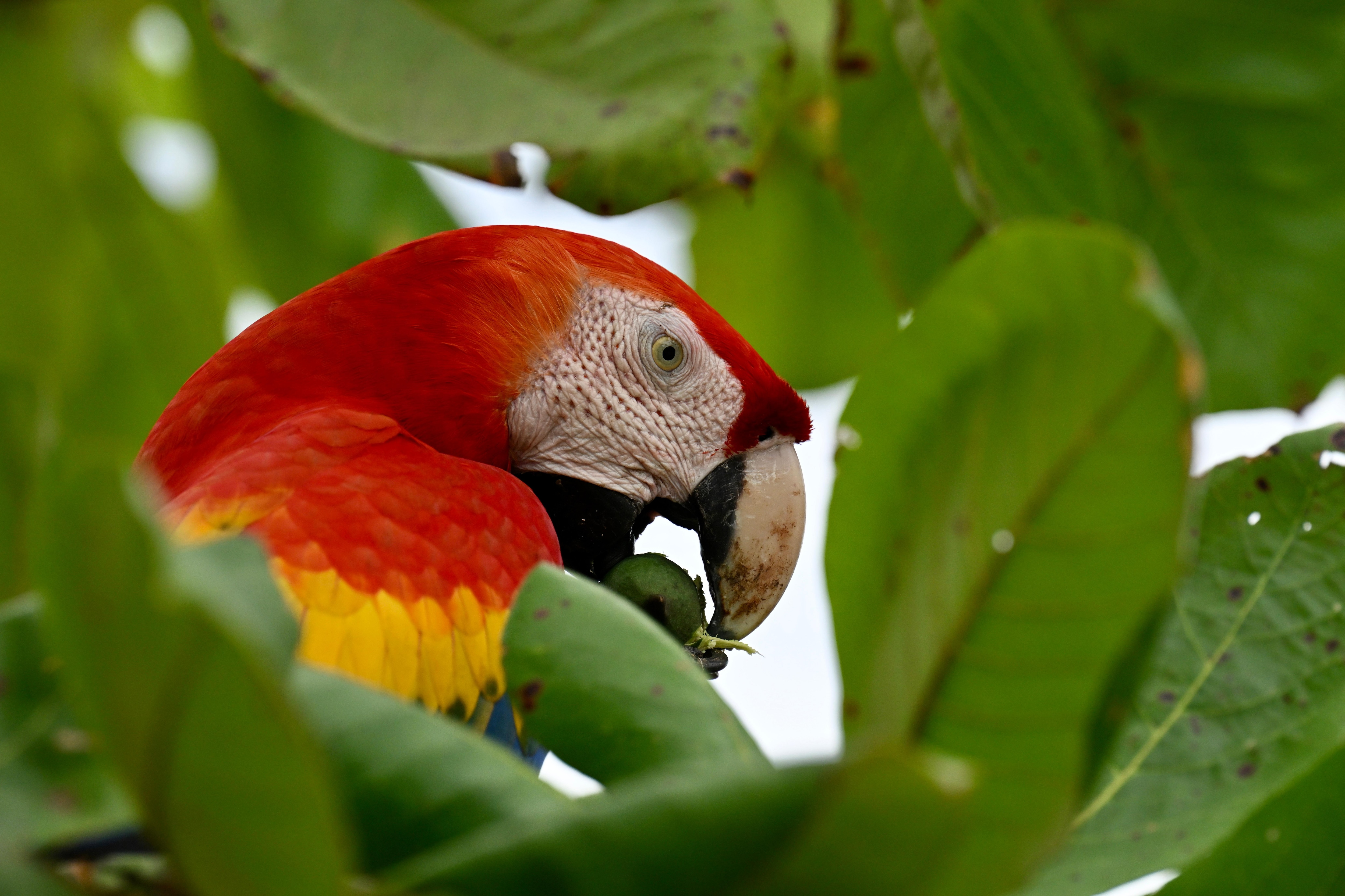 Scarlet Macaws in front of the condo.