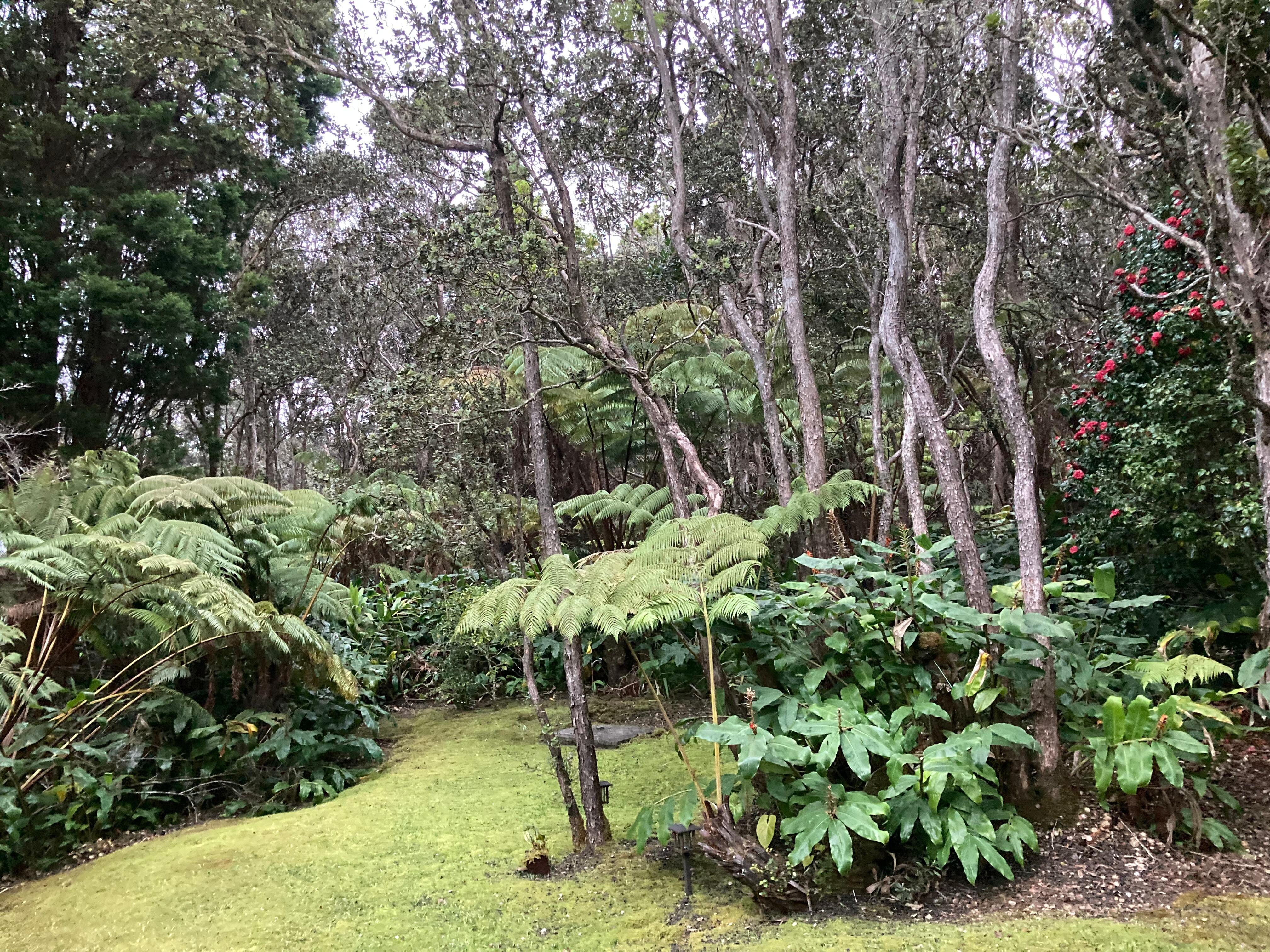 Back yard