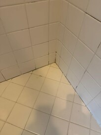 mold in main shower