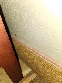 Roaches on base boards