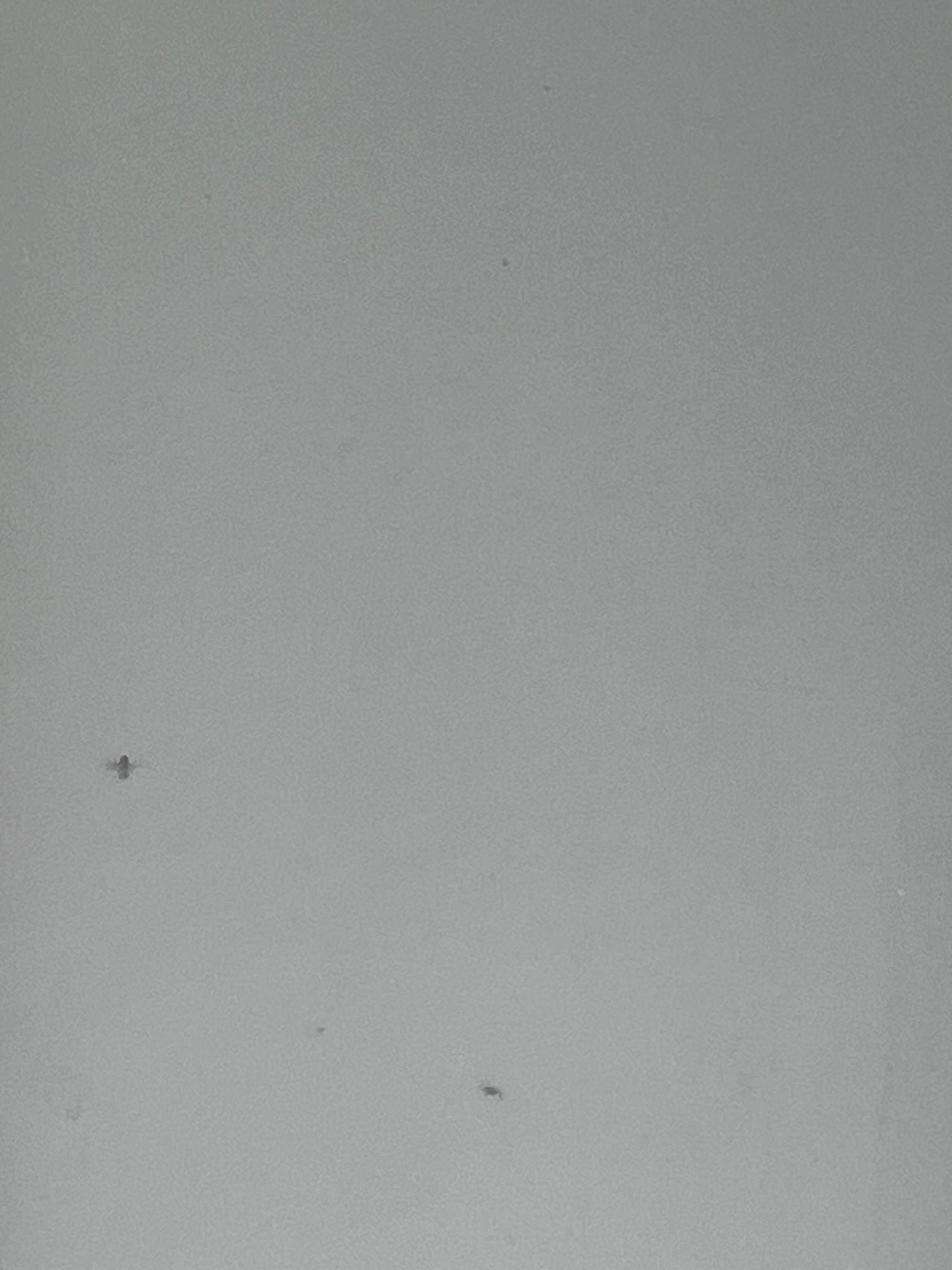 flies outside room