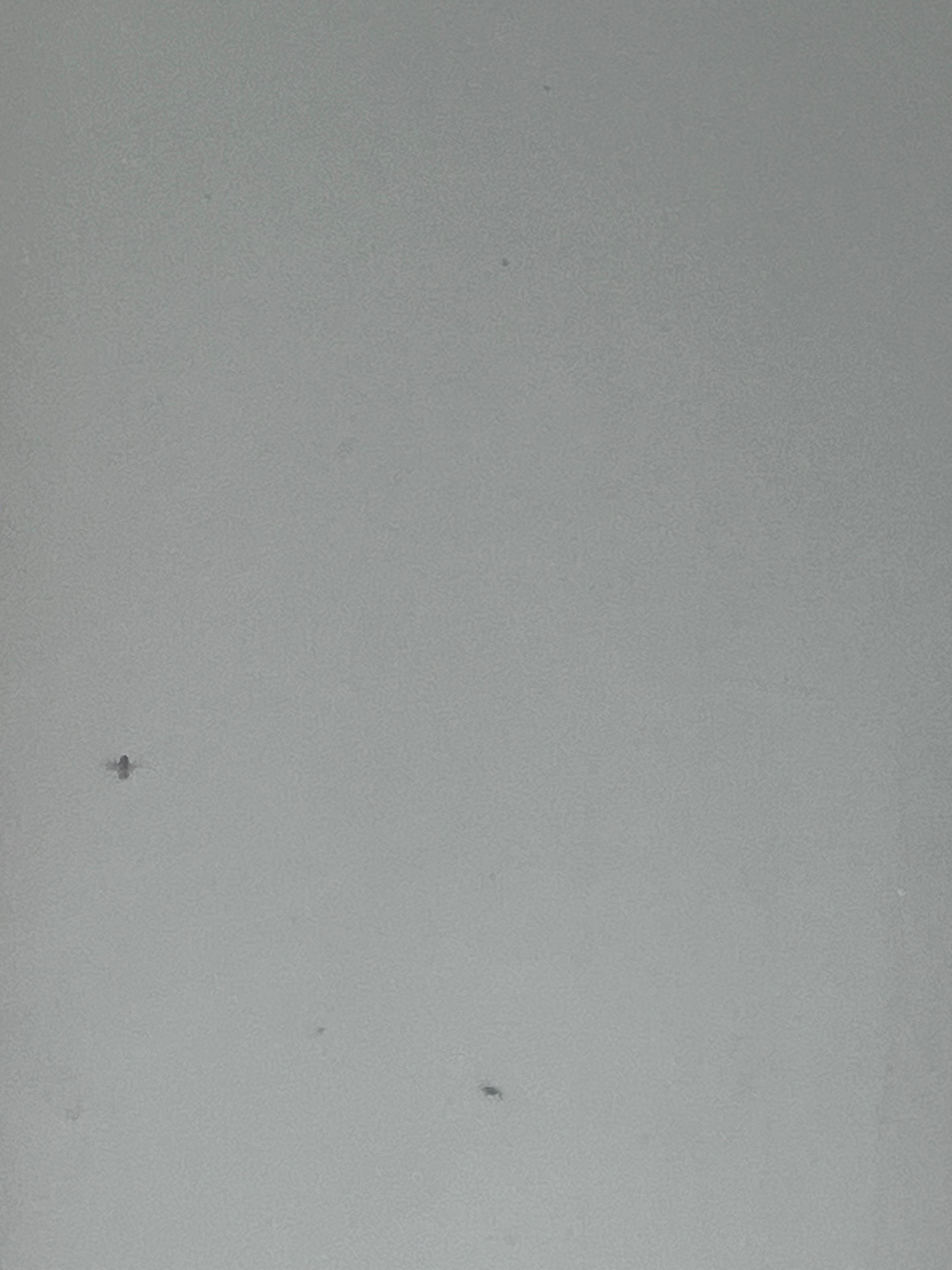 flies outside room