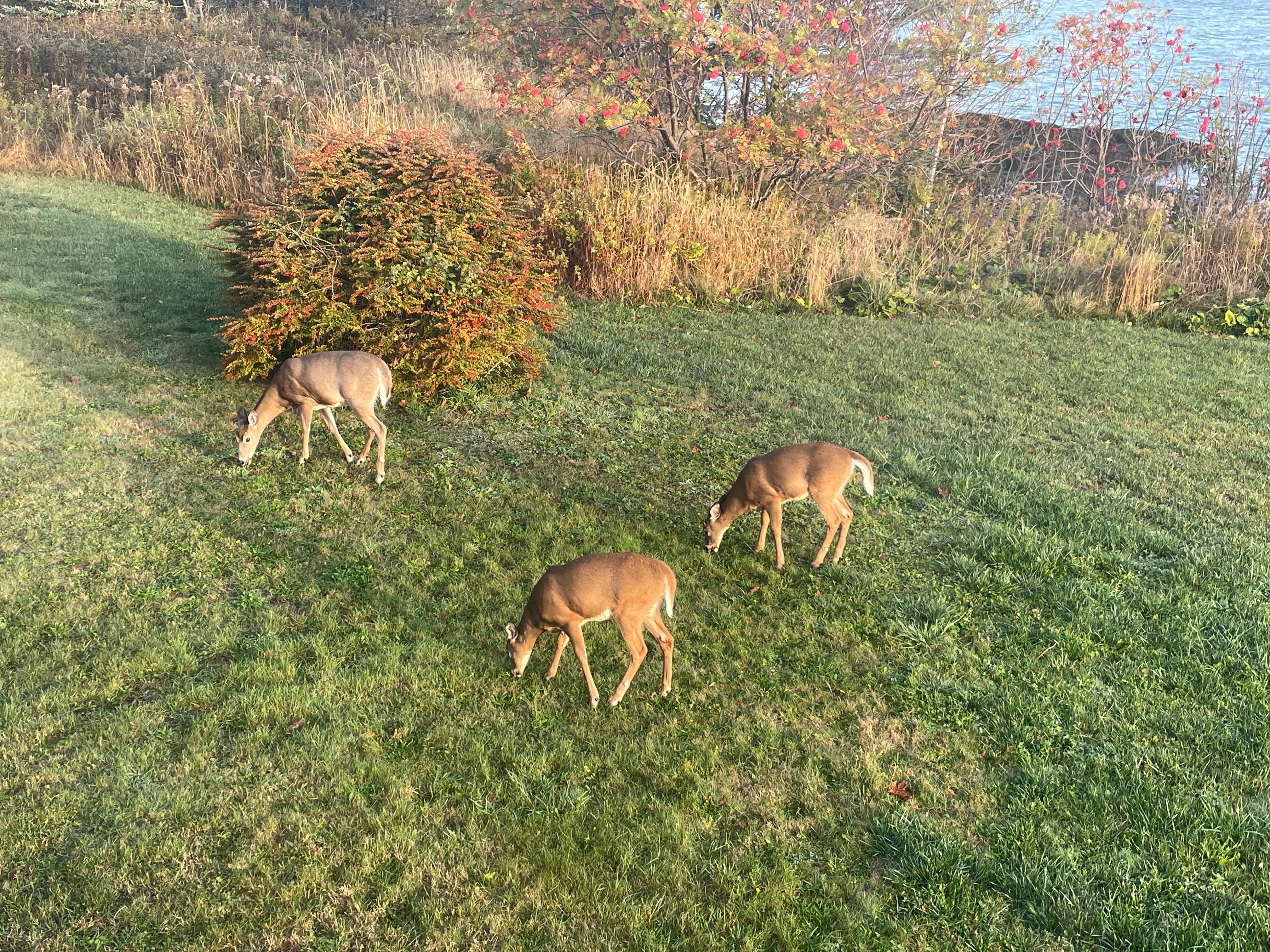 Deer in the backyard 