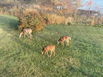 Deer in the backyard
