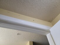 Black mold