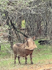 Warthogs abound!