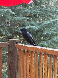 A friend came to visit while I was having my coffee on the deck.