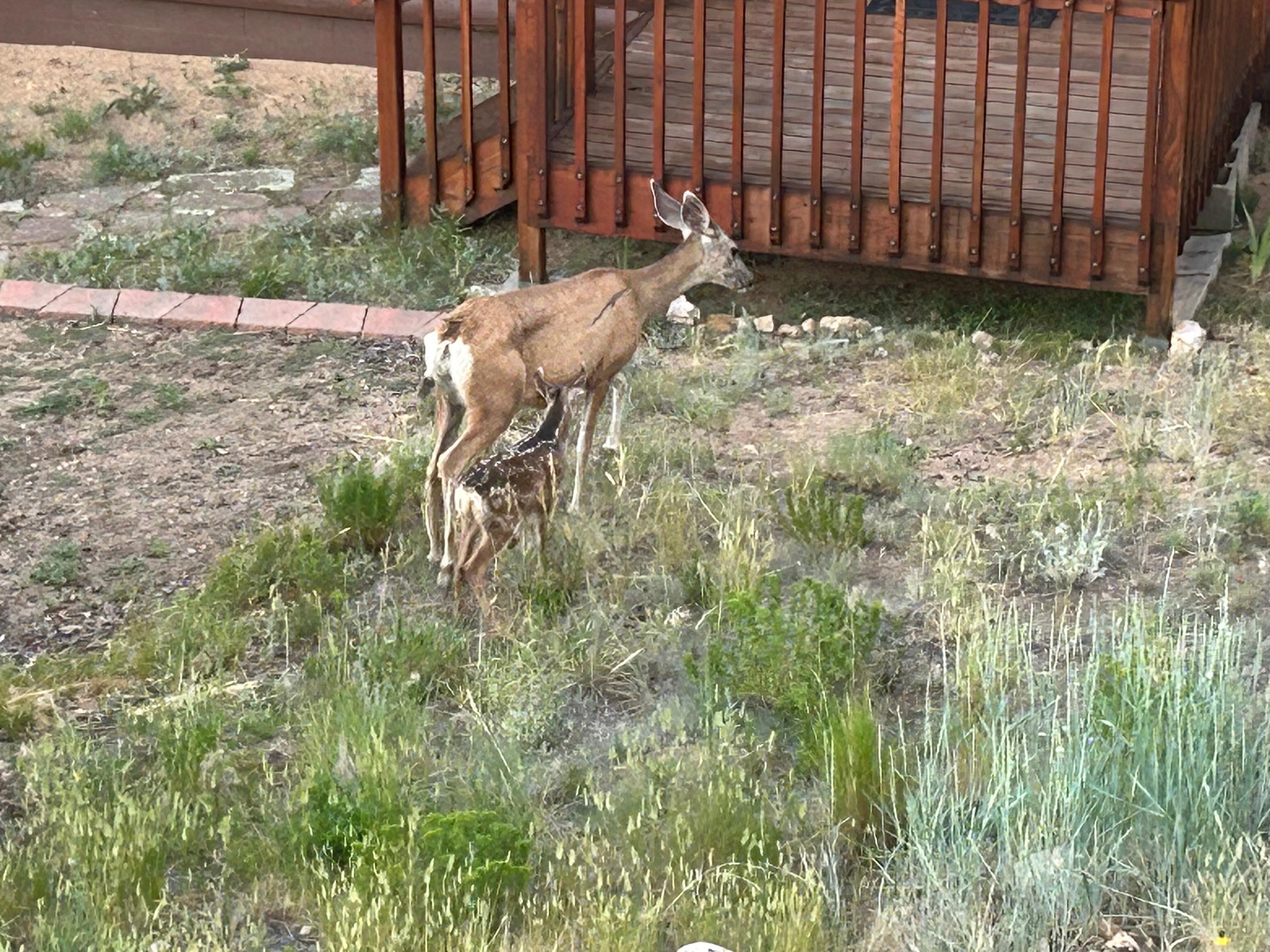 Deer