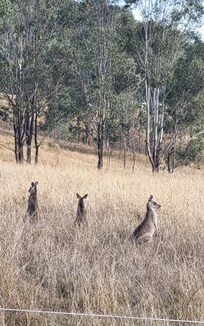 So many animals around to watch from early morning to dusk