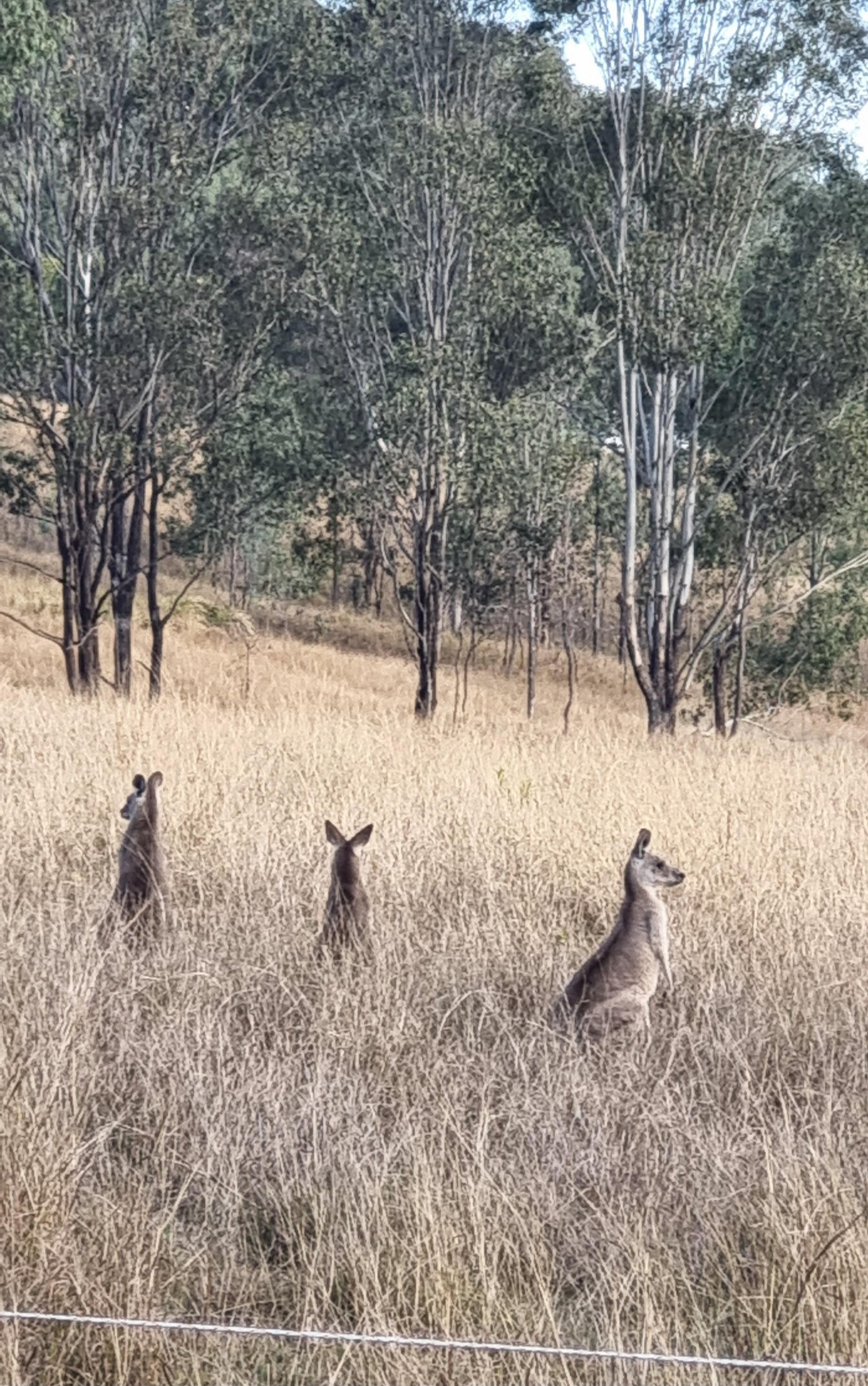 So many animals around to watch from early morning to dusk