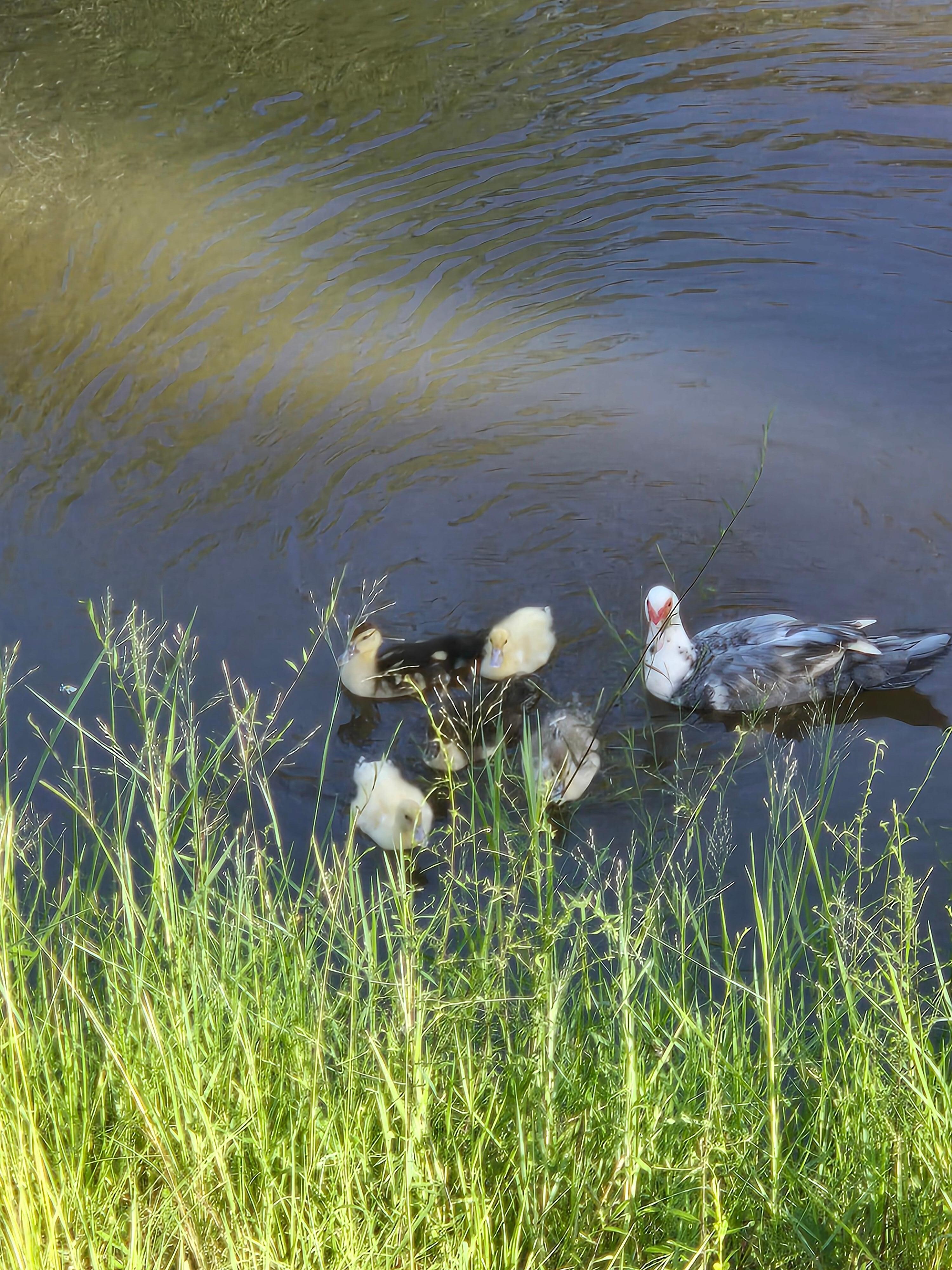  ducks they visit every morning i would just watch them swim