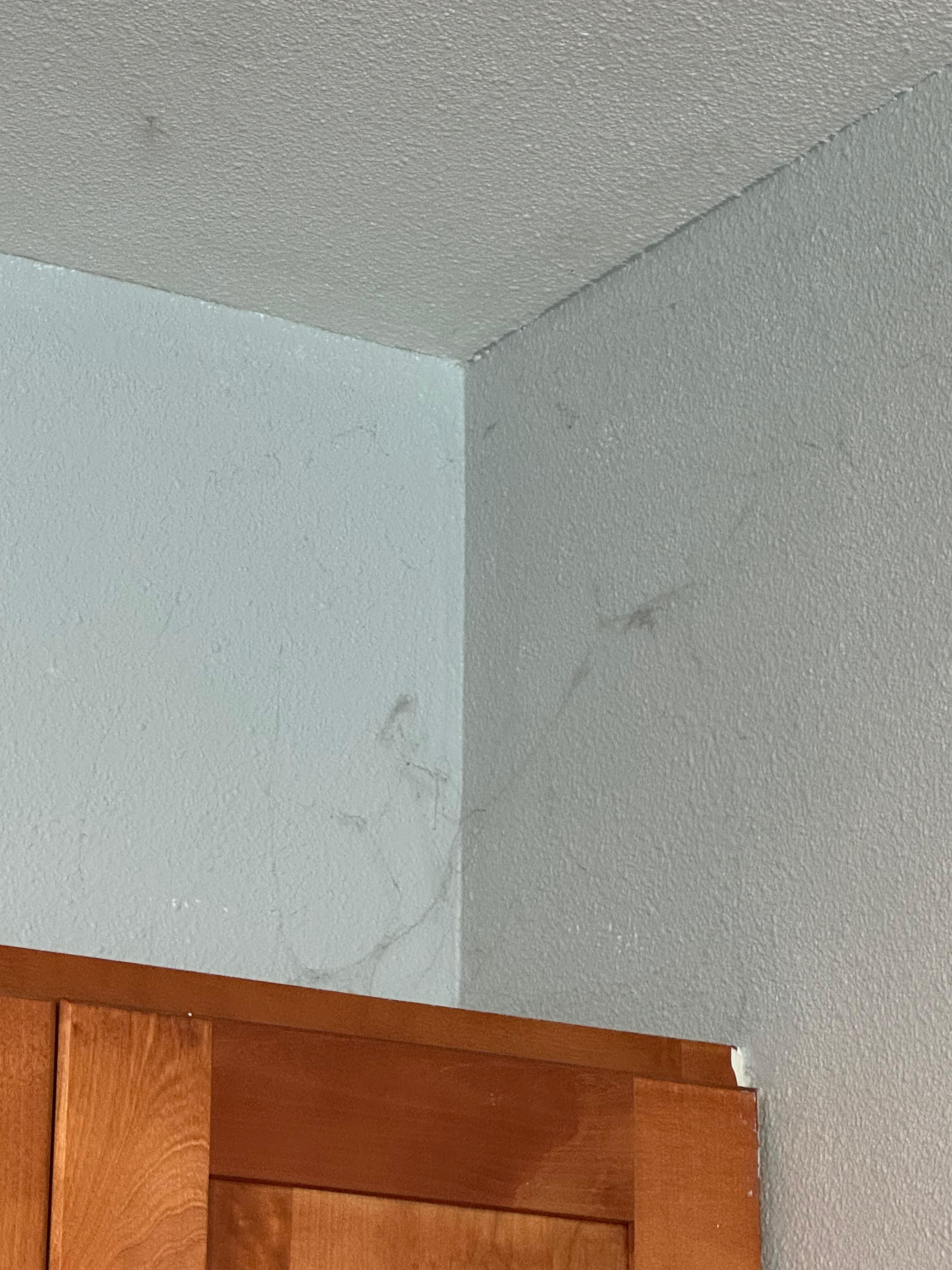 Webs that needs cleaned