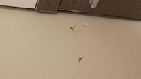 Araña y su telarañas en la sala