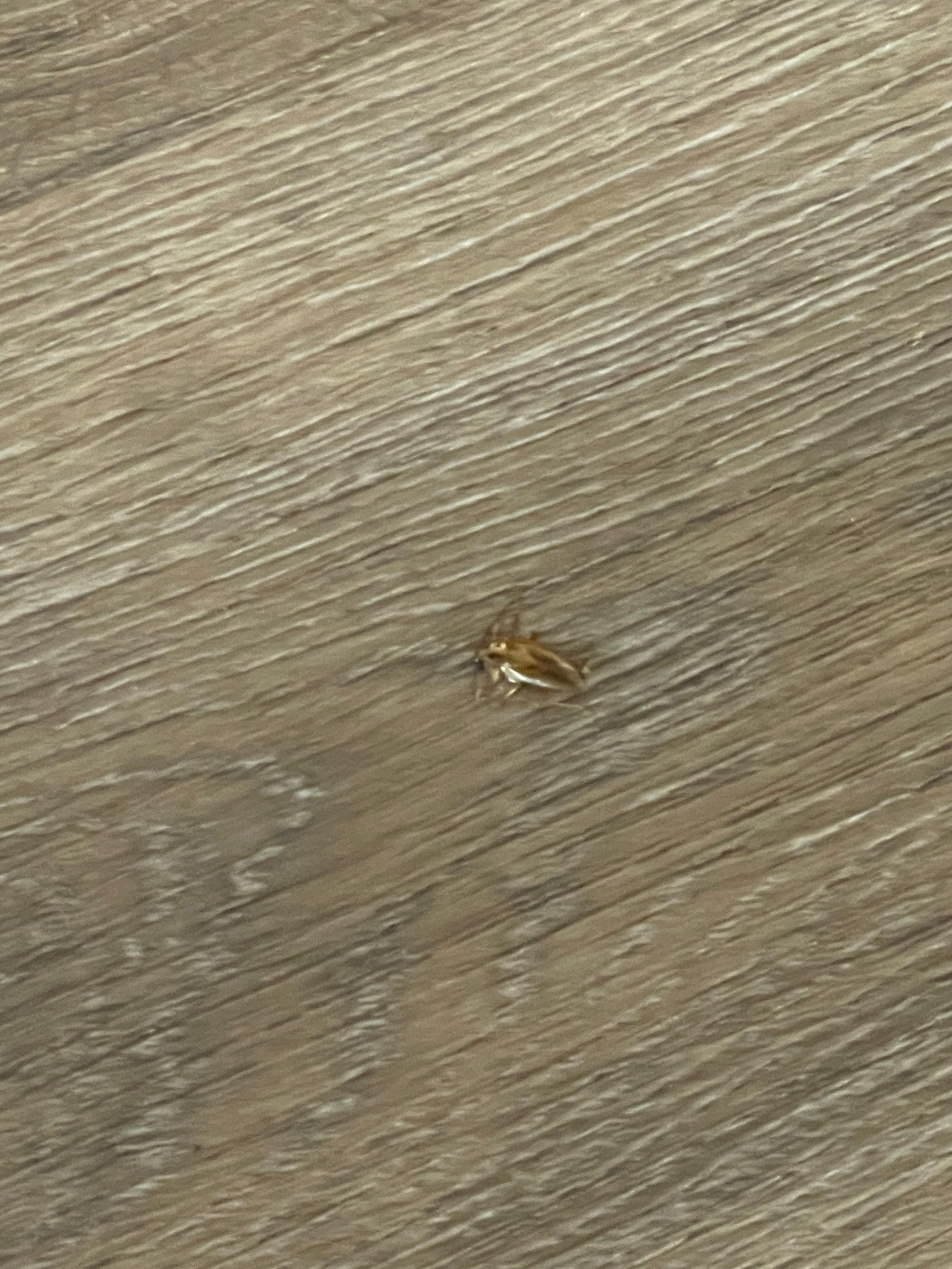 Cockroach on the floor