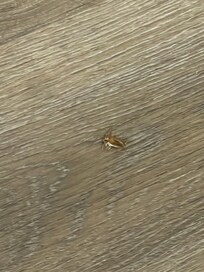 Cockroach on the floor