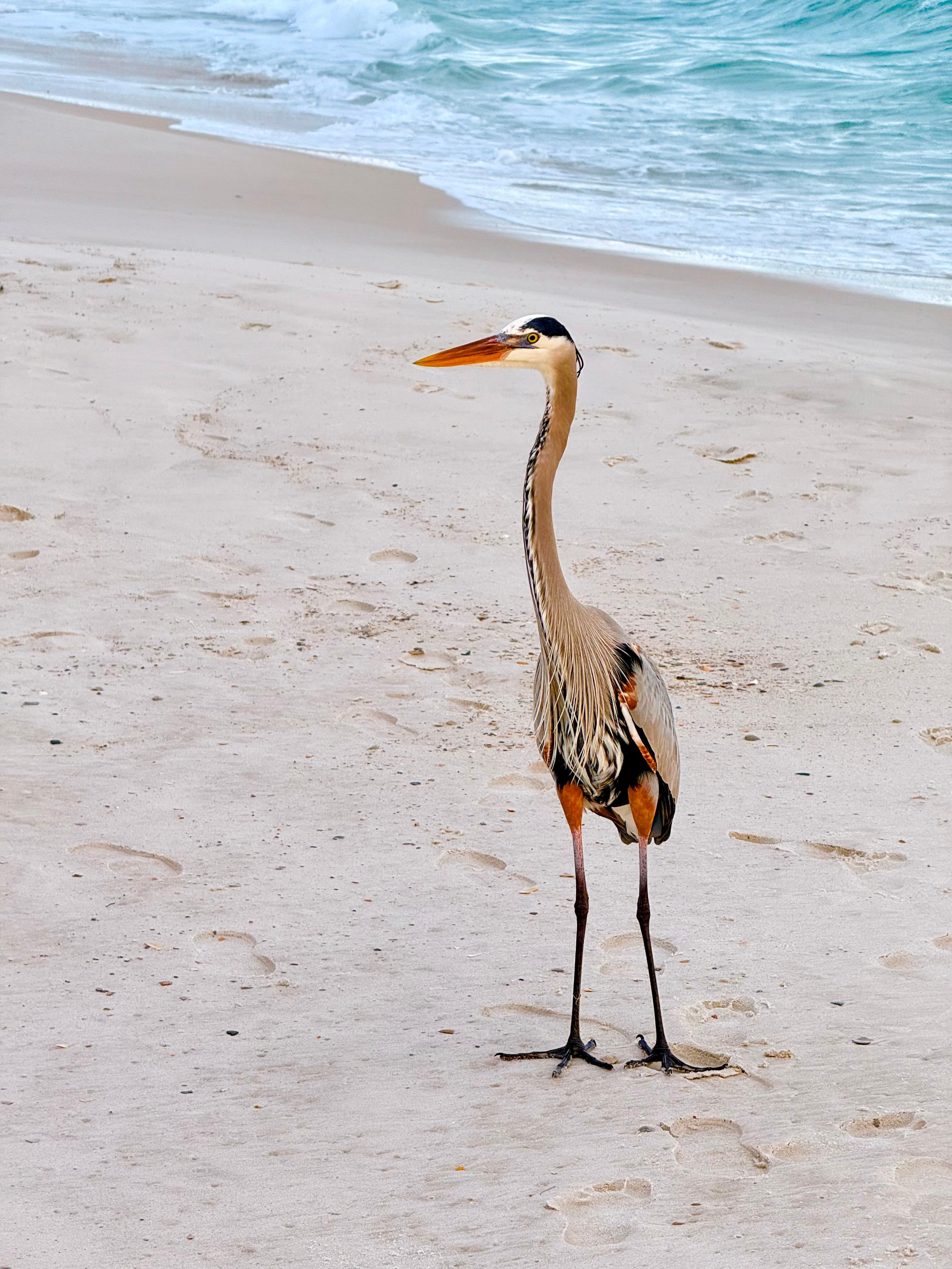 Birds walk right up to you 