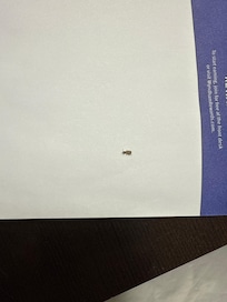 Bed bug?????