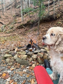 Lily enjoying the fire pit