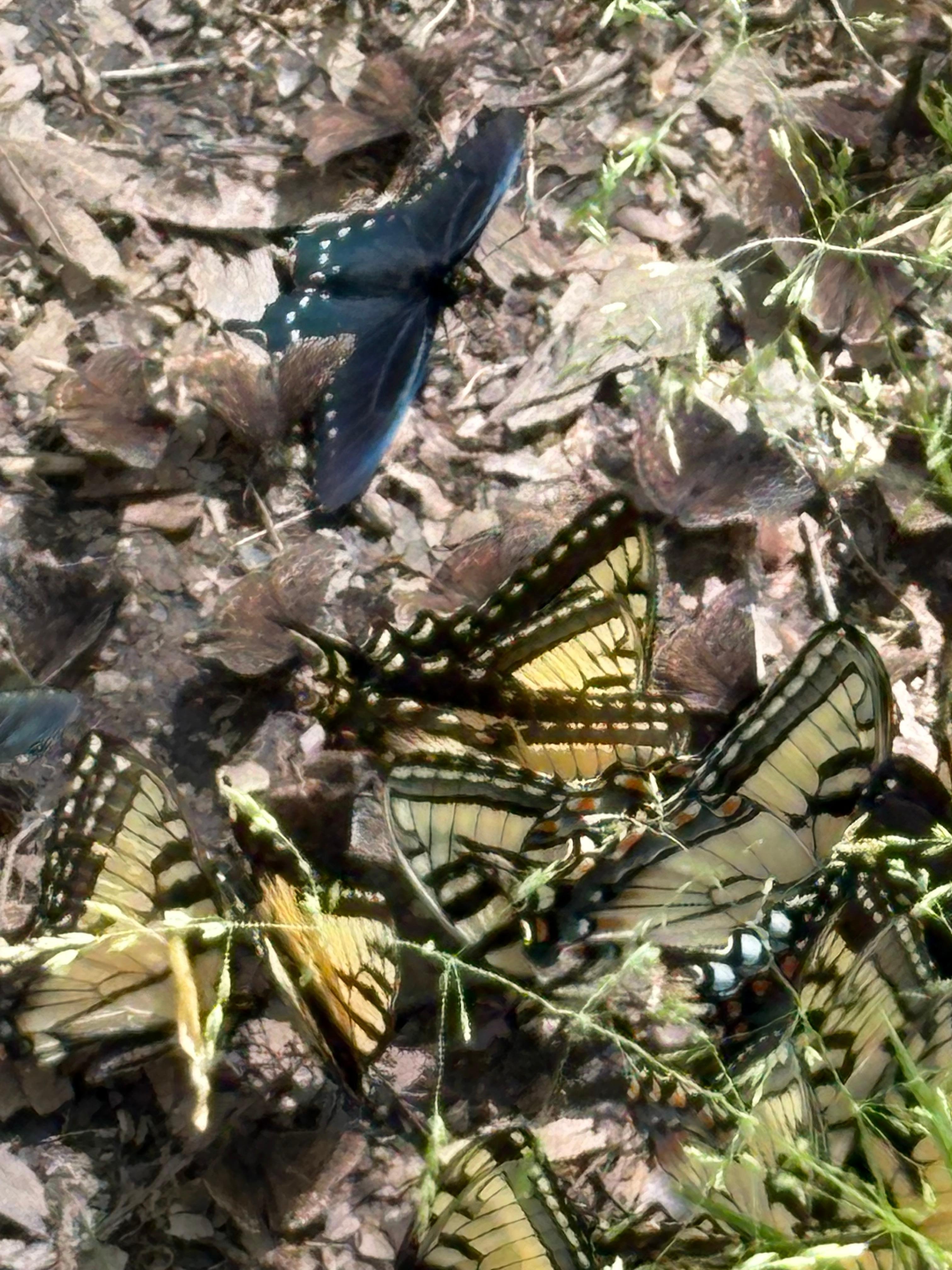 So many butterflies went along the trail with us