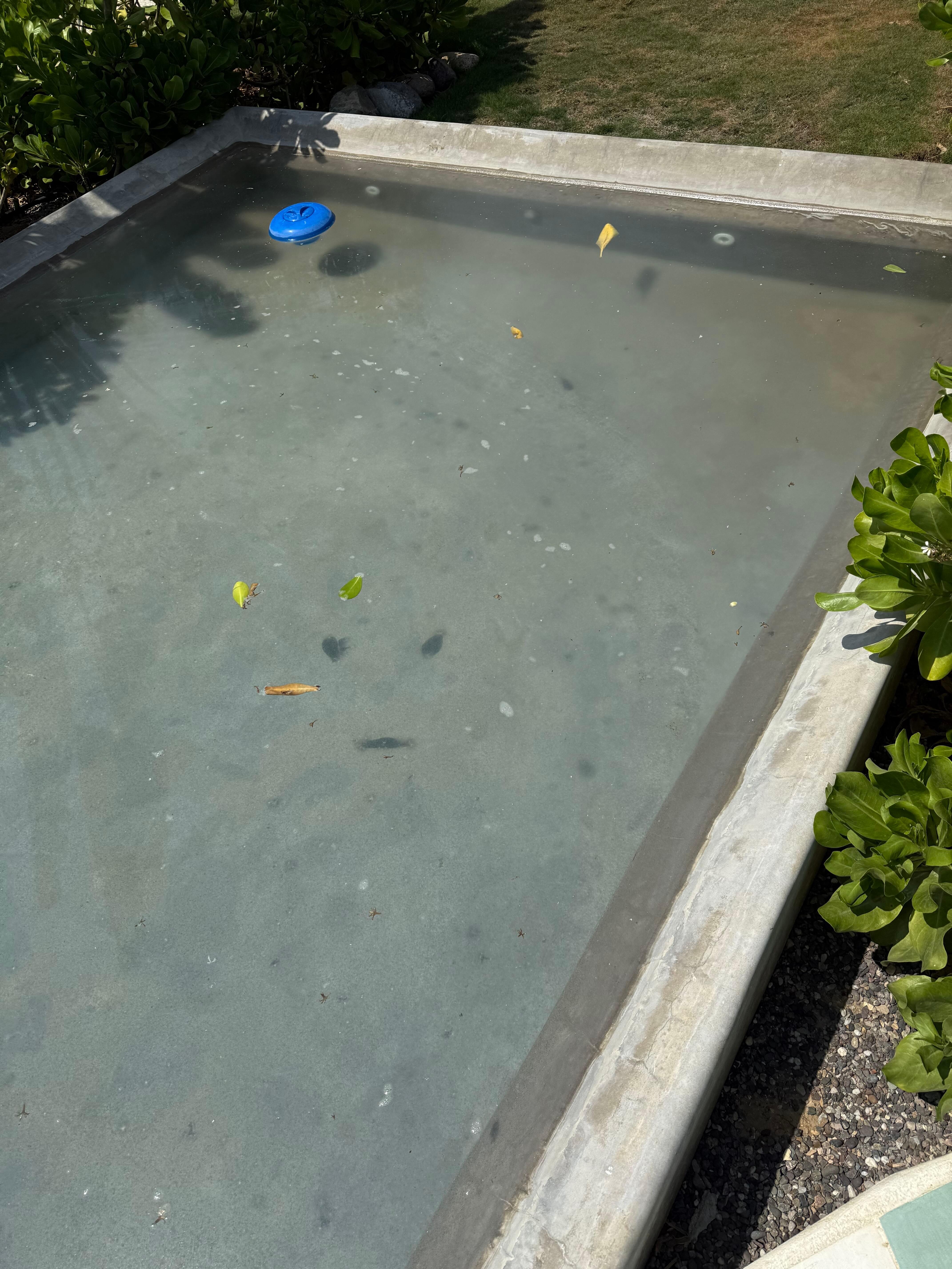 la piscina estaba muy muy sucia, con animales e insectos muertos y se nota que mucho tiempo sin ser limpiada.