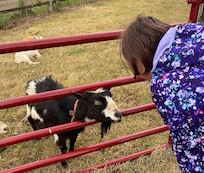 Barn goat.
