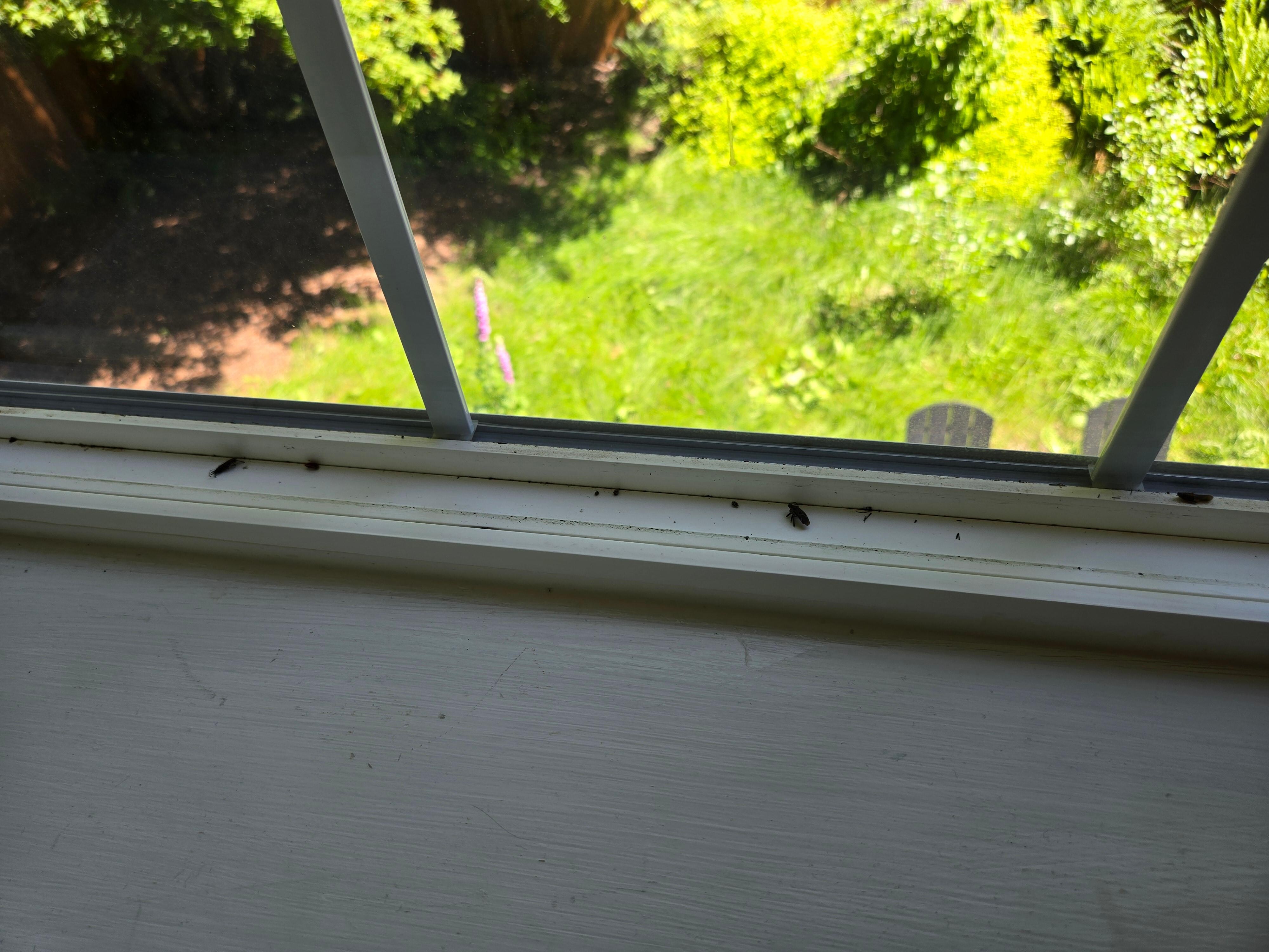 Bug Photo 1