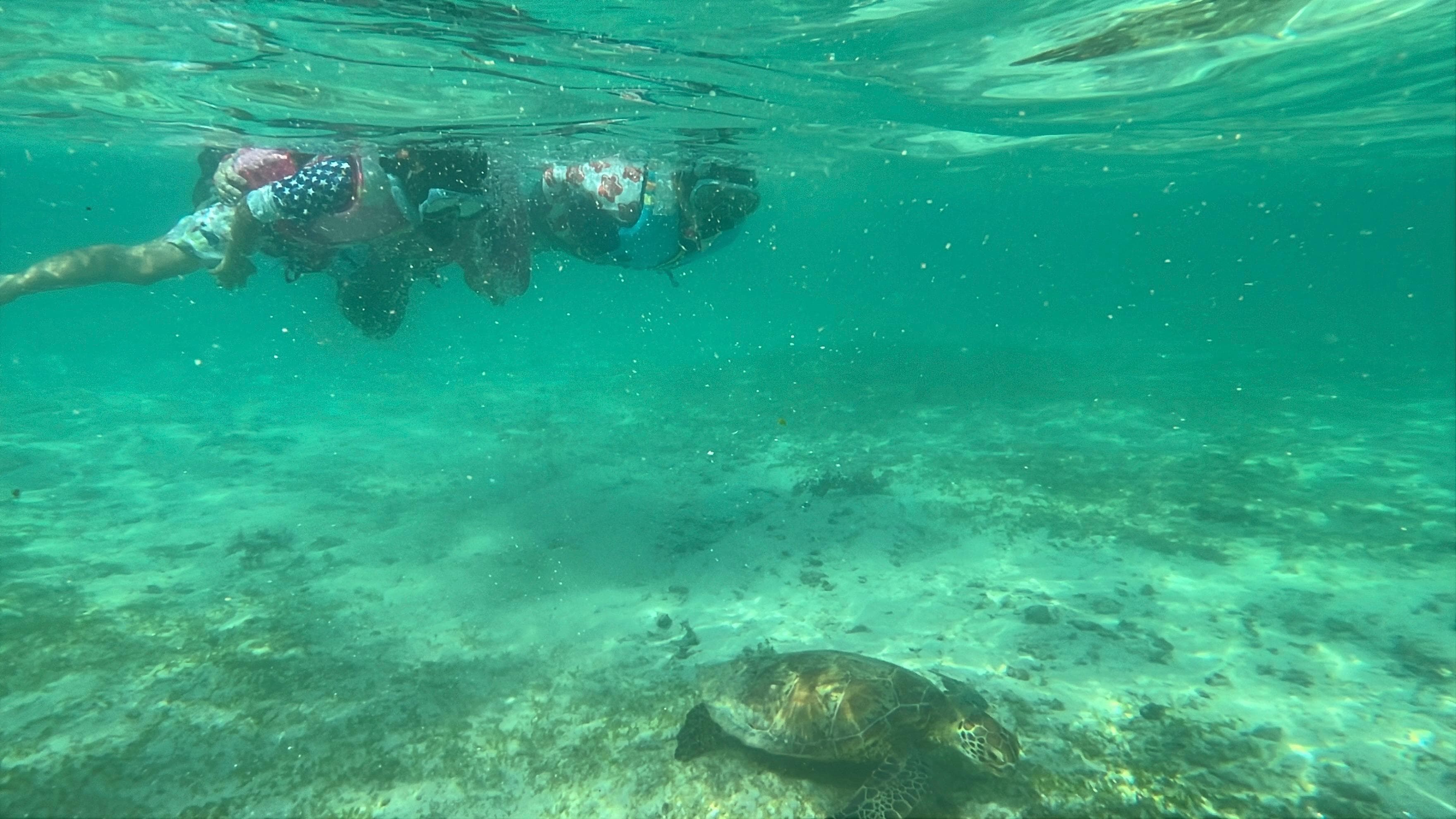 ２日間、ウミガメと泳げました。