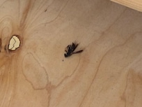 1 of several wasps/hornets killed during my stay.