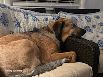 Dog friendly furniture!