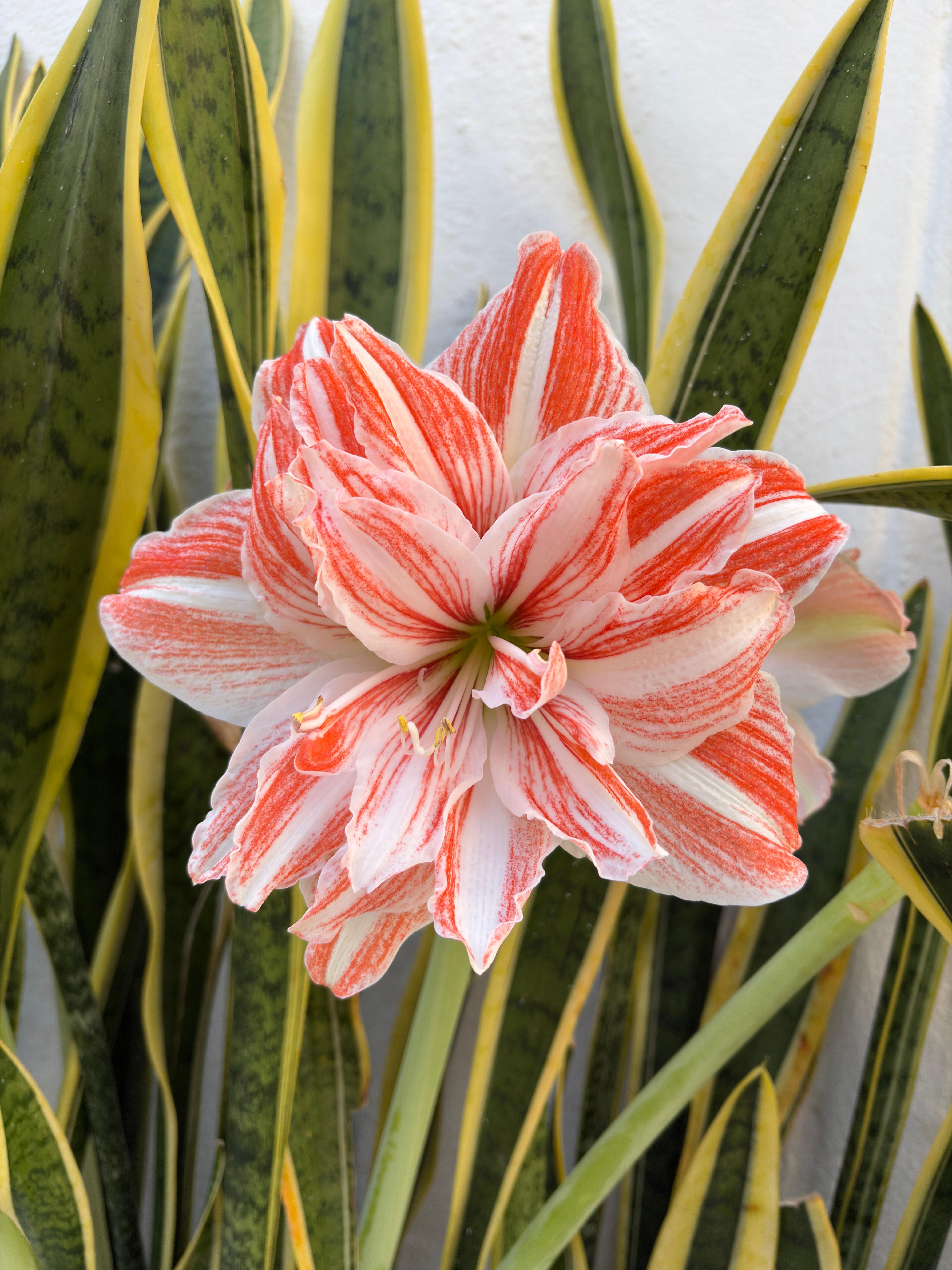 Flower in the grounds