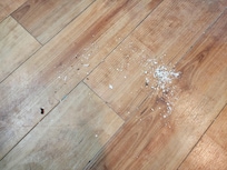 Debris after sweeping room.