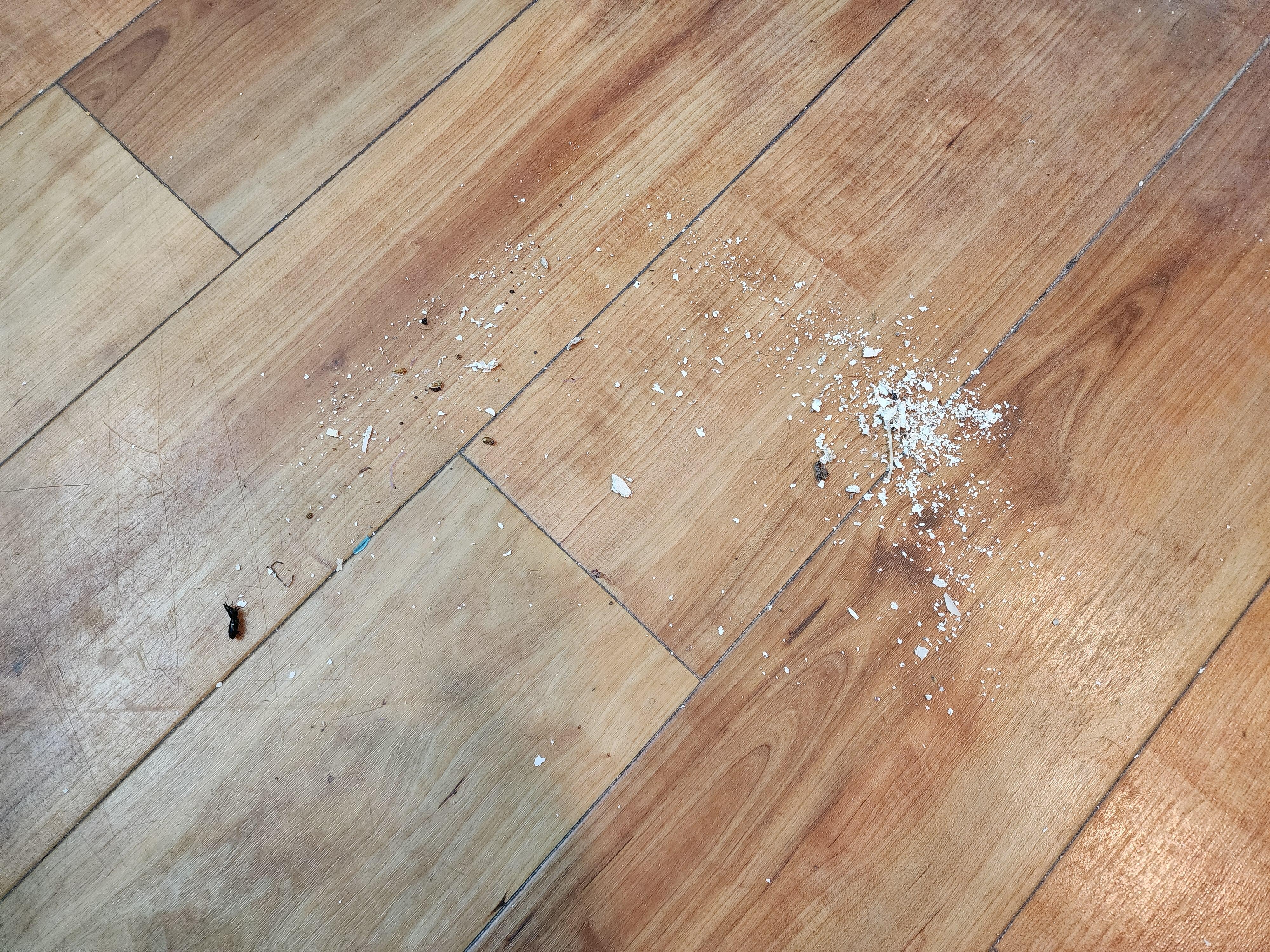 Debris after sweeping room.