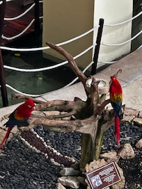 Parrots in the lobby