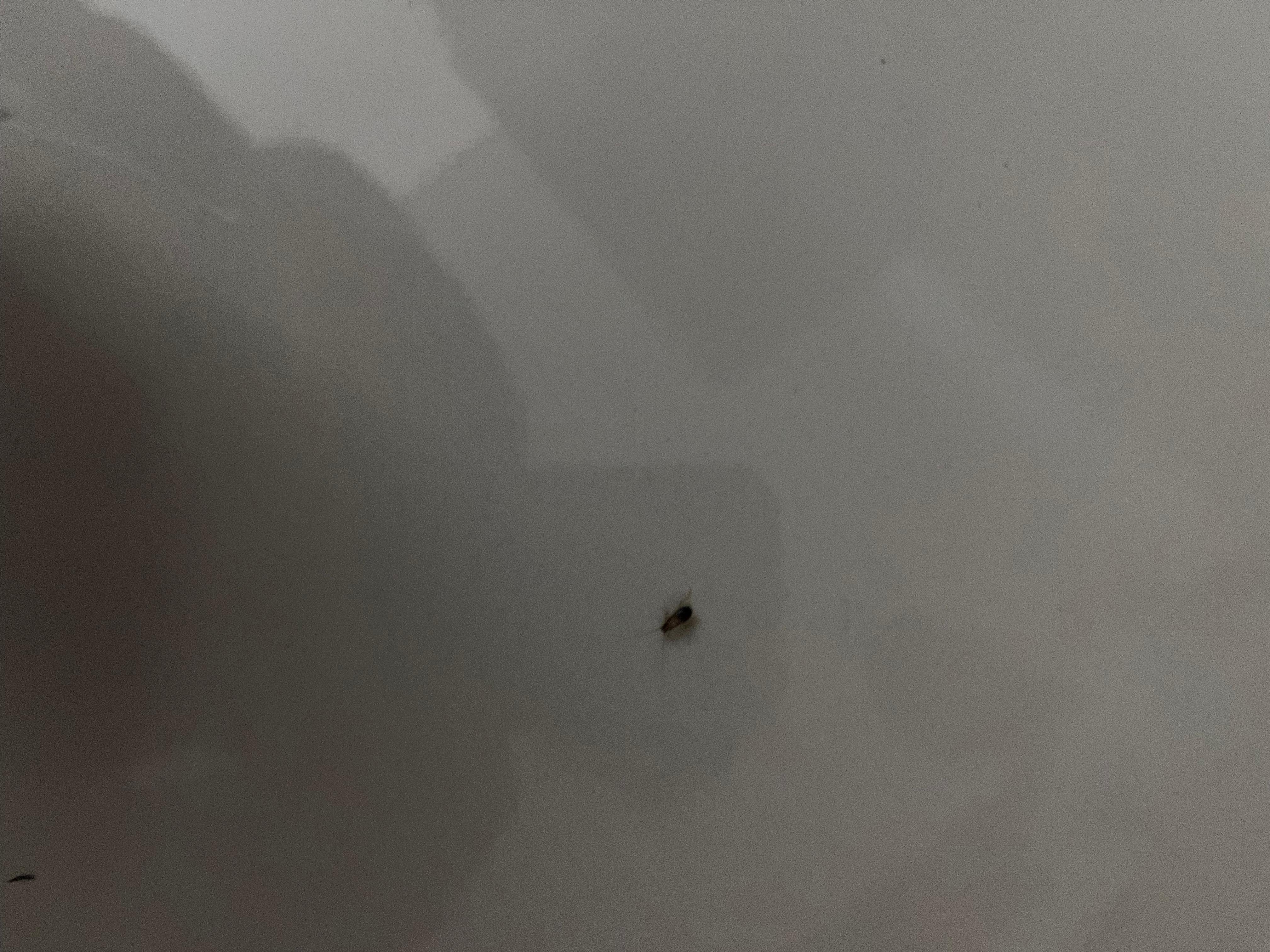 We kept our luggage closed so they wouldn’t get in it